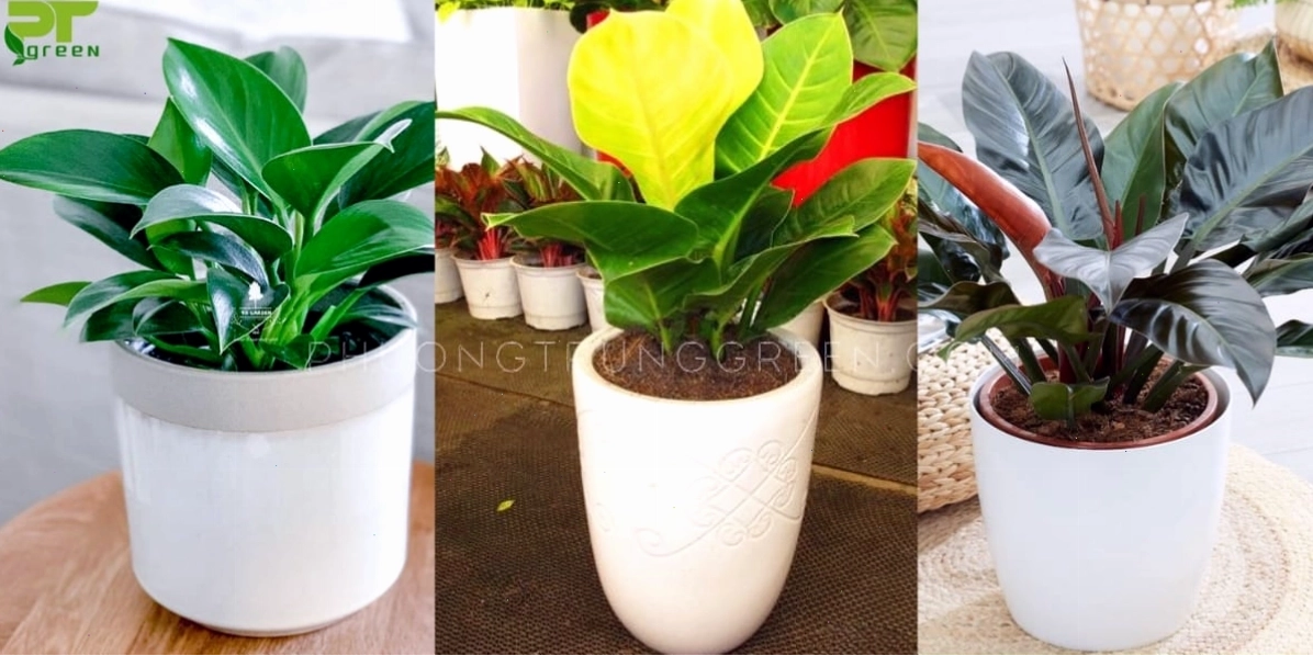 Ba loại trầu bà đế vương khác nhau, thể hiện sự đa dạng về màu sắc và hình dáng lá