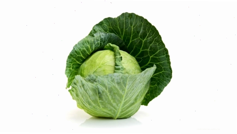 Bắp cải trắng giàu dinh dưỡng