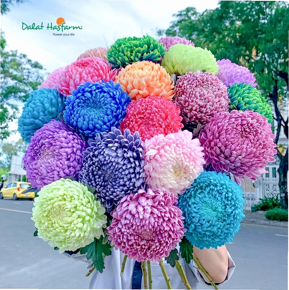 Bó hoa cúc mẫu đơn với nhiều màu sắc rực rỡ