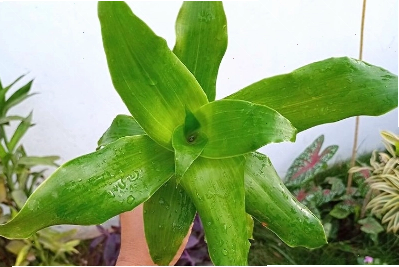 Cách sử dụng cây lược vàng giã lấy nước trộn mật gấu hỗ trợ chữa viêm loét dạ dày