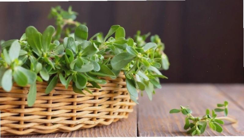 Cận cảnh cây rau sam tươi ngon
