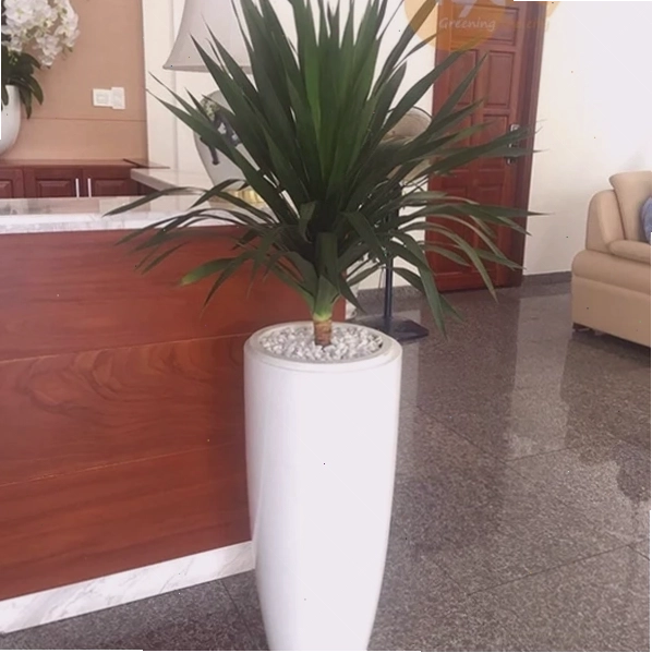 Cận cảnh chậu cây phát tài núi với những tán lá xanh mướt