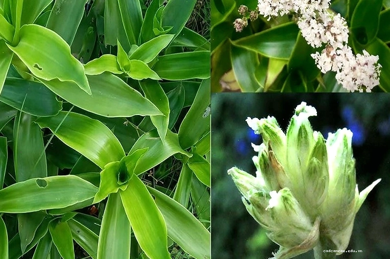 Cận cảnh lá và hoa của cây lược vàng, loài cây có nhiều công dụng y học