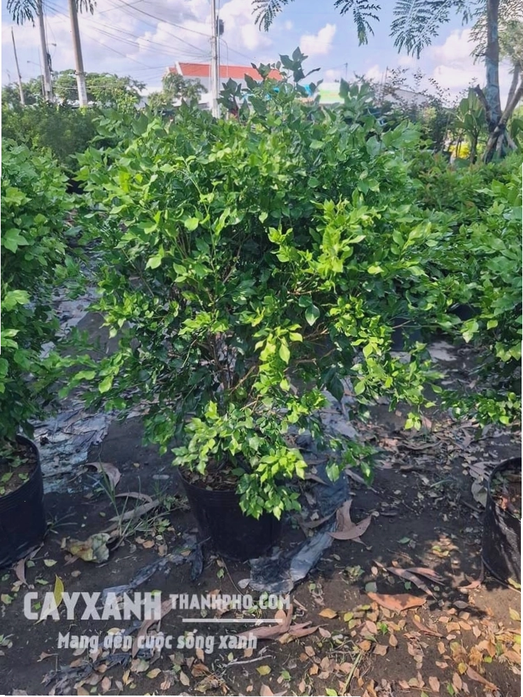Cận cảnh những tán lá xanh mướt của cây nguyệt quế, thể hiện sức sống mãnh liệt