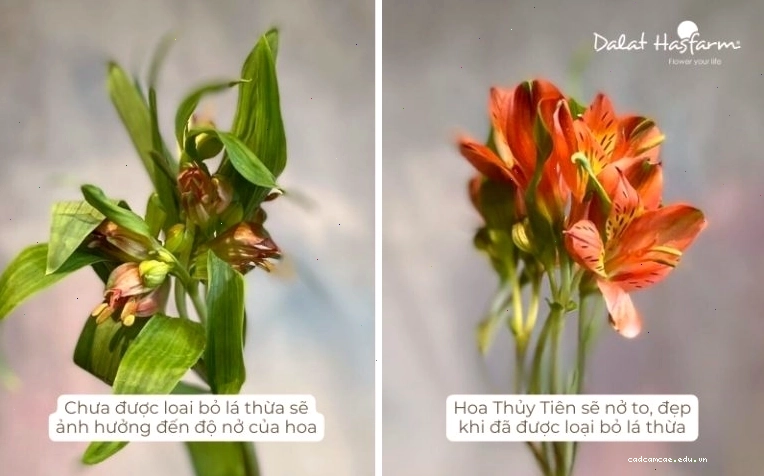 Cận cảnh quá trình loại bỏ lá thừa trên cành hoa Thủy Tiên để hoa nở đẹp hơn
