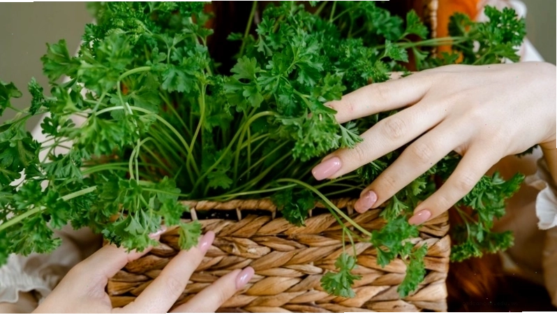 Cần lưu ý liều lượng và cách dùng rau mùi để đạt hiệu quả tốt nhất cho sức khỏe