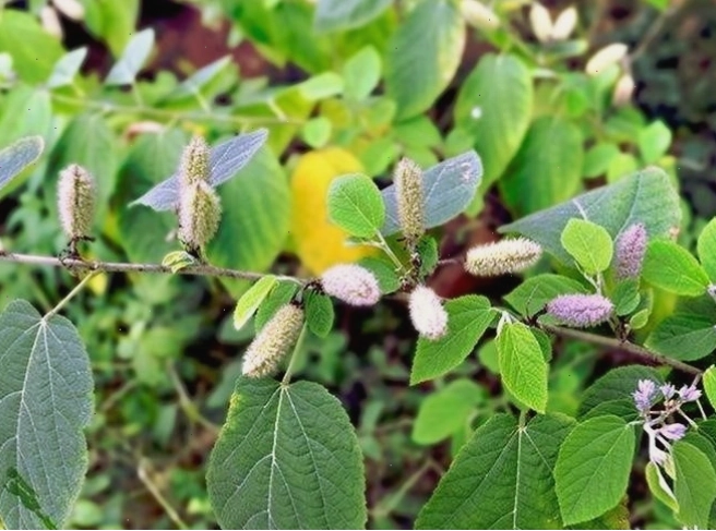 Cây an xoa mọc tự nhiên trong môi trường rừng núi