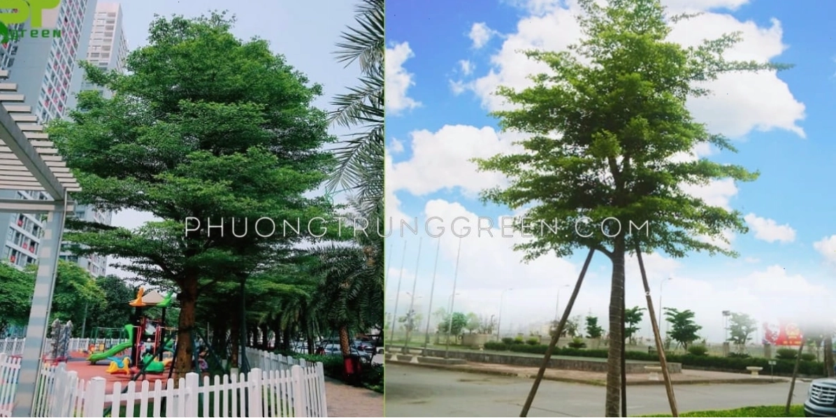 Cây Bàng Đài Loan có chiều cao đa dạng từ 5 đến 20 mét, phù hợp với nhiều không gian