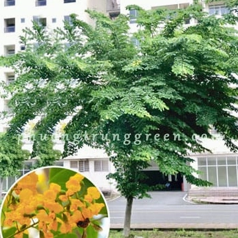 Cây Giáng Hương: Đặc Điểm, Phân Loại và Cách Trồng Hiệu Quả