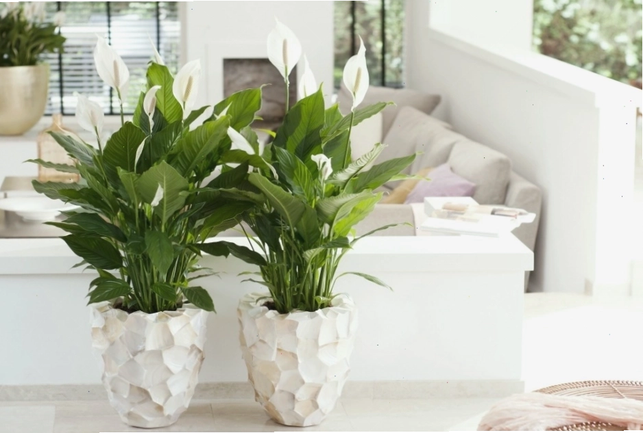 Cây Lan Ý đặt trong phòng khách, tạo điểm nhấn xanh mát và thanh lịch