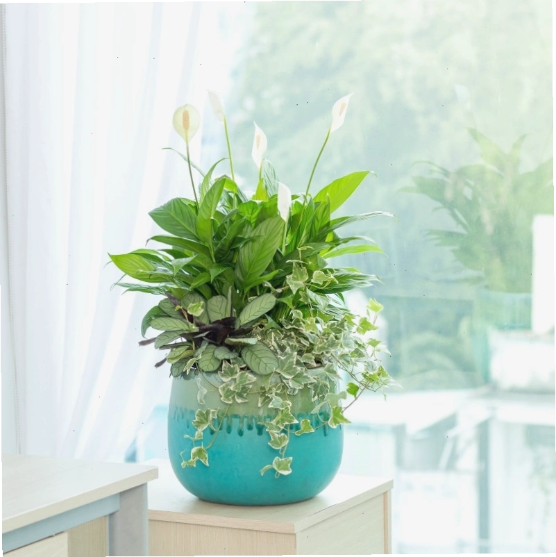 Cây Lan Ý được trồng trong chậu, nổi bật với khả năng lọc không khí hiệu quả