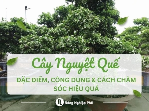 Cây Nguyệt Quế: Biểu Tượng Vinh Quang và Ý Nghĩa Phong Thủy Sâu Sắc