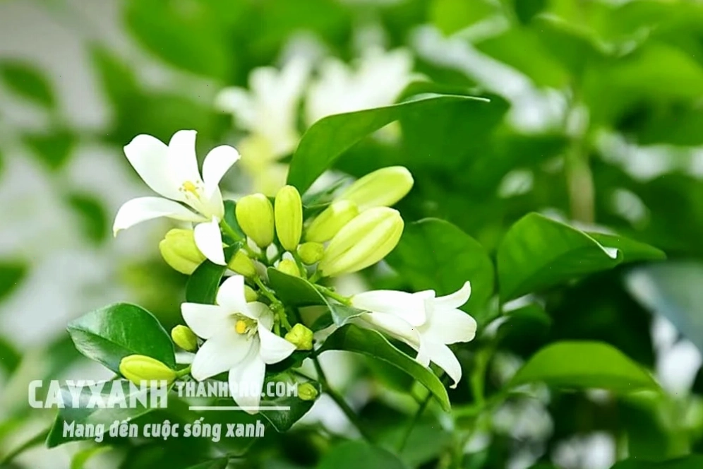 Cây nguyệt quế xanh tốt với những tán lá rộng và đẹp mắt