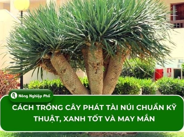 Cây Phát Tài Núi Vẻ Đẹp Tự Nhiên và Ý Nghĩa Phong Thủy