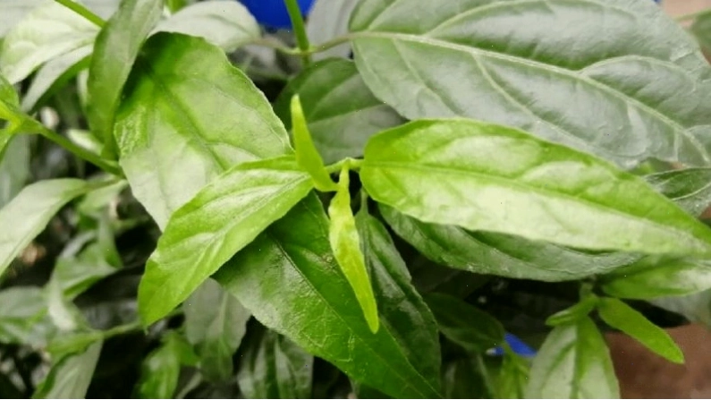 Cây xương khỉ có khả năng chống oxy hóa mạnh nhờ hoạt chất flavonoid
