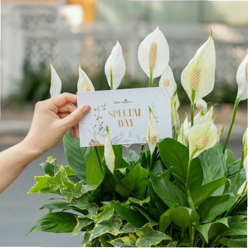 Chậu cây Lan Ý với lá xanh mướt và hoa trắng tinh khôi, mang lại vẻ đẹp trong lành cho không gian