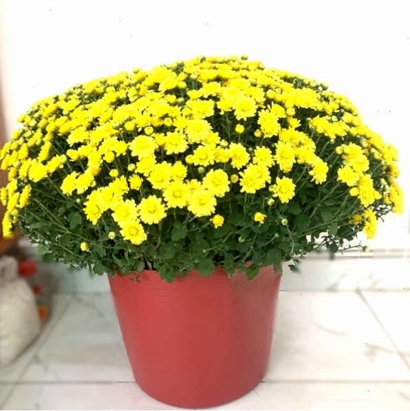 Chậu hoa Cúc Mâm Xôi vàng rực rỡ, tượng trưng cho sự sung túc và may mắn ngày Tết