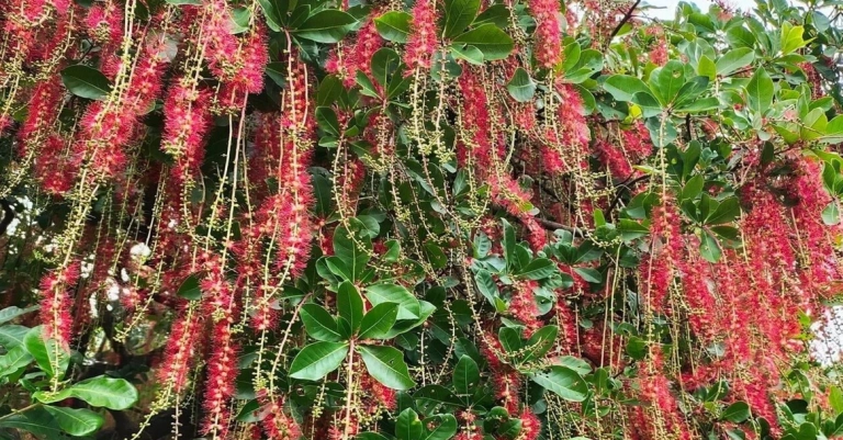 Chiêm ngưỡng vẻ đẹp cây lộc vừng và ý nghĩa phong thủy