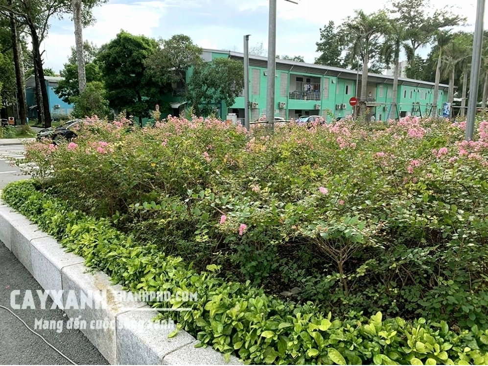 Chùm hoa tường vi màu đỏ thẫm đang nở rộ