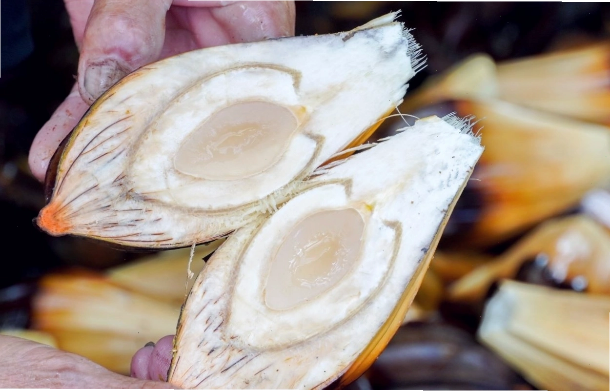 Cơm dừa nước trắng dẻo, ngọt và một chút nước mật bên trong, là thành phần chính của nhiều món ăn.