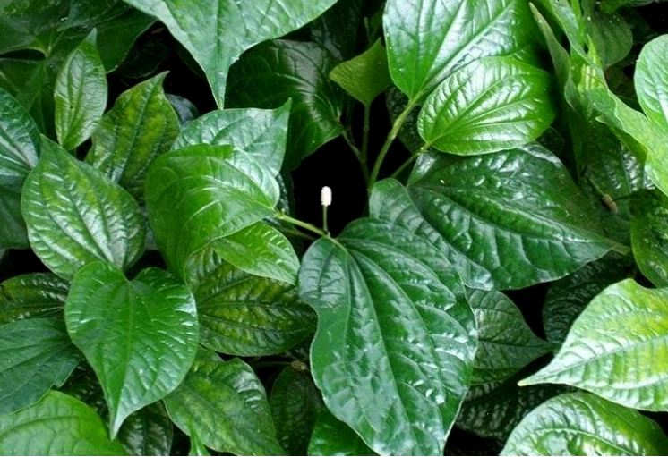 Công dụng của lá lốt được ứng dụng điều trị một số bệnh lý trong Y Học Cổ Truyền