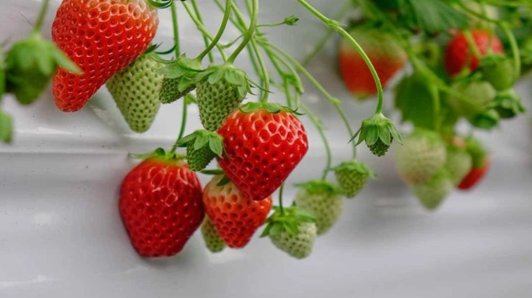 Dâu Tây Tươi Ngon Chất Lượng Cao Từ Nông Trại Uy Tín