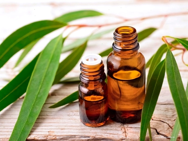 Dầu tràm có thể được sử dụng để hỗ trợ giảm ho cho trẻ sơ sinh