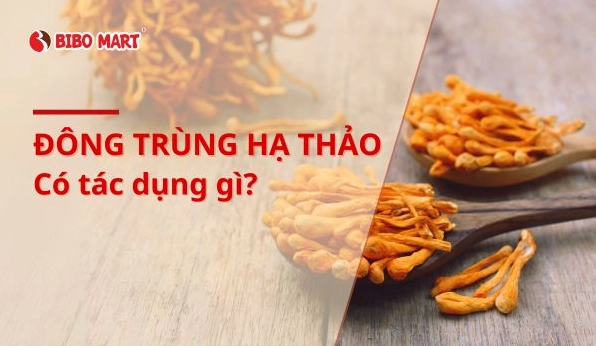 Đông Trùng Hạ Thảo: Dược Liệu Vàng Cho Sức Khỏe Toàn Diện