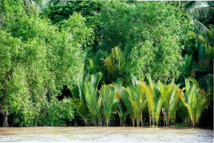 Dừa nước mọc ven sông, kênh rạch, lá dùng lợp nhà, trái để giải khát và chế biến món ăn.