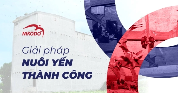 Gỗ làm nhà yến: Lựa chọn nào phù hợp và hiệu quả nhất?