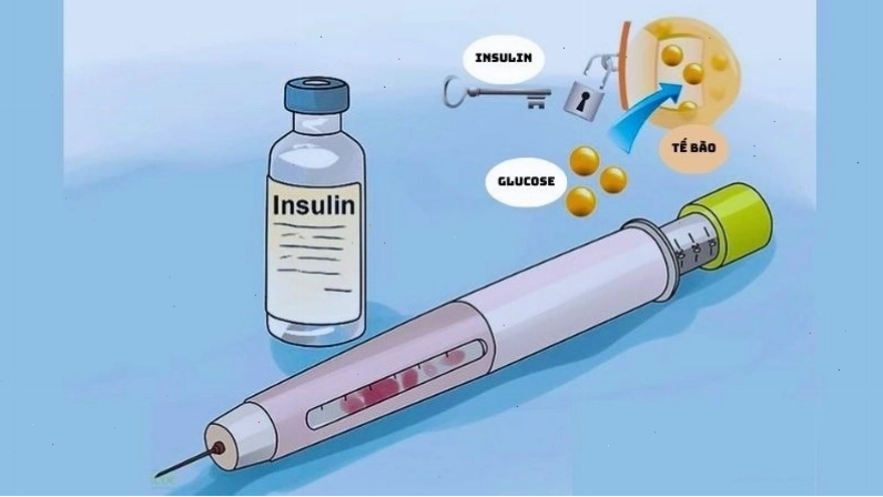 Hình ảnh minh họa vai trò của insulin trong việc vận chuyển đường vào tế bào để ổn định đường huyết
