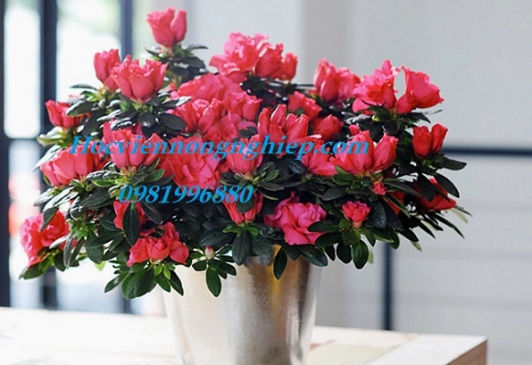 Hoa đỗ quyên vẻ đẹp và ý nghĩa sâu sắc