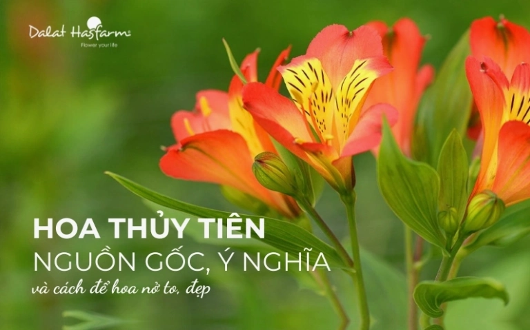 Hoa Thủy Tiên: Biểu tượng may mắn và vẻ đẹp rực rỡ