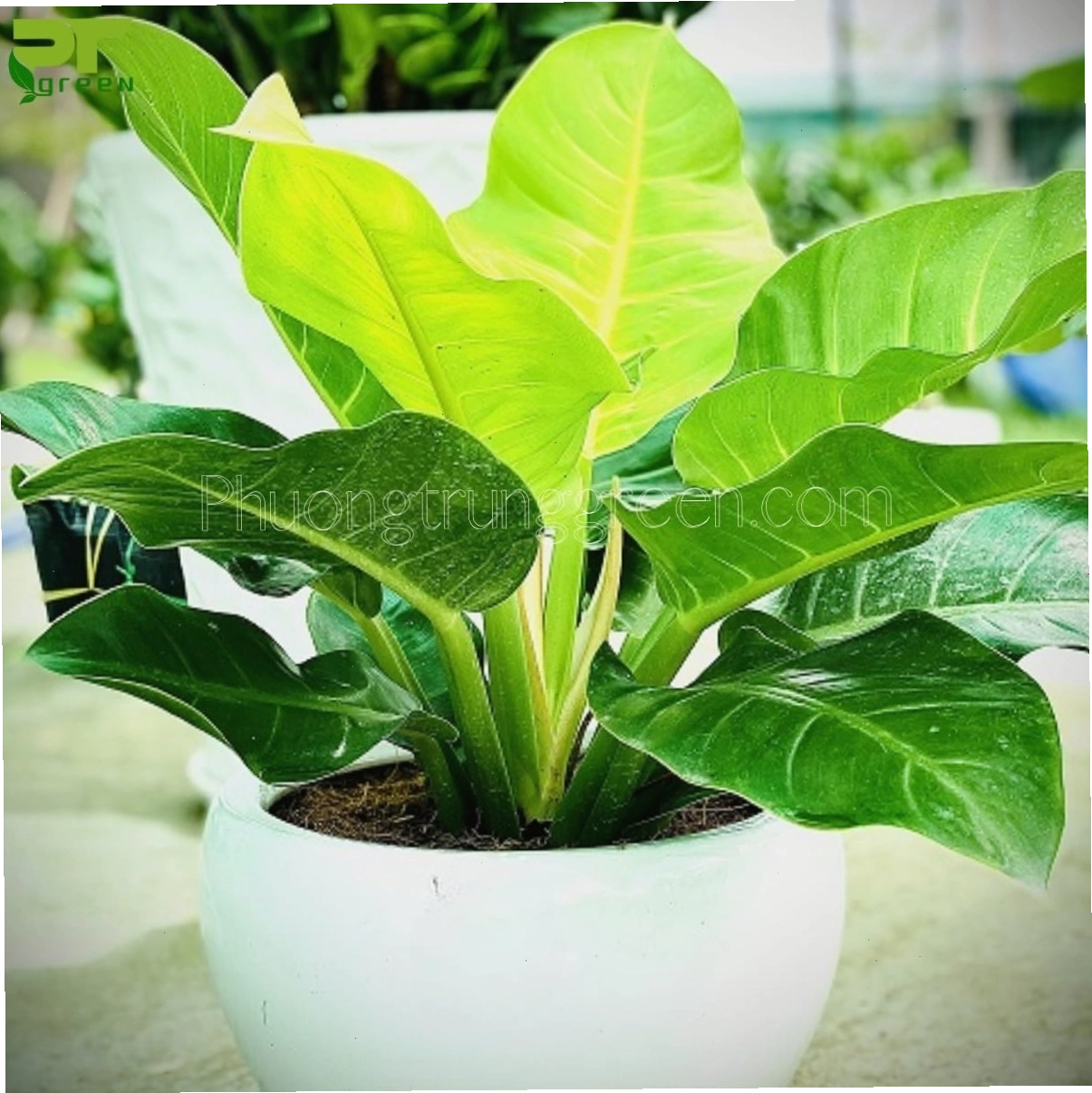 Hướng dẫn chi tiết cách chăm sóc cây trầu bà đế vương, bao gồm tưới nước, ánh sáng và đất trồng
