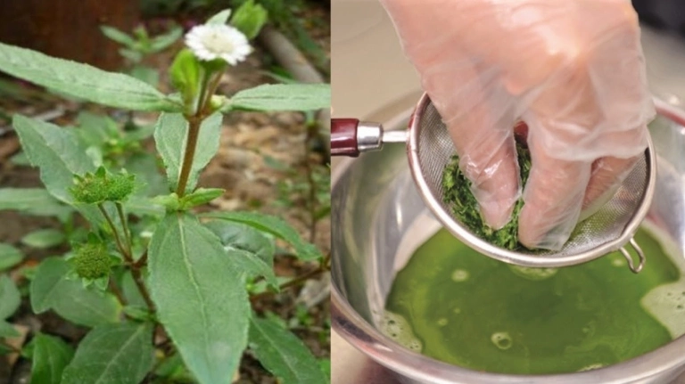 Khám phá công dụng của cây cỏ mực với sức khỏe và những lưu ý khi sử dụng