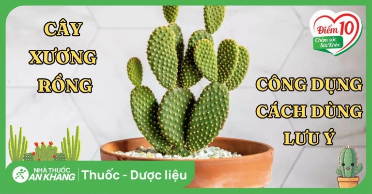 Khám phá Công dụng Tuyệt vời của Cây Xương Rồng