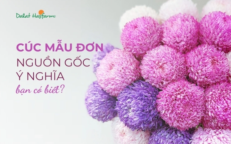 Khám phá vẻ đẹp và ý nghĩa của hoa cúc mẫu đơn