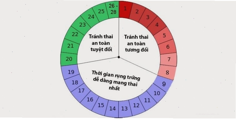 Mô phỏng ngày an toàn trong chu kỳ kinh để quan hệ tình dục