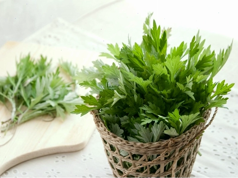 Ngải cứu là loại cây rất quen thuộc với người dân Việt Nam, thường được sử dụng trong các bài thuốc và món ăn.