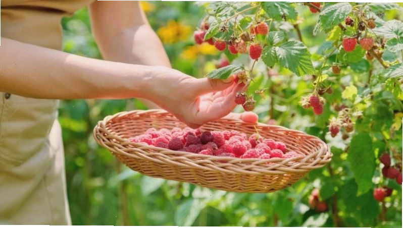 Những lá mâm xôi được thu hái và phơi khô để làm trà