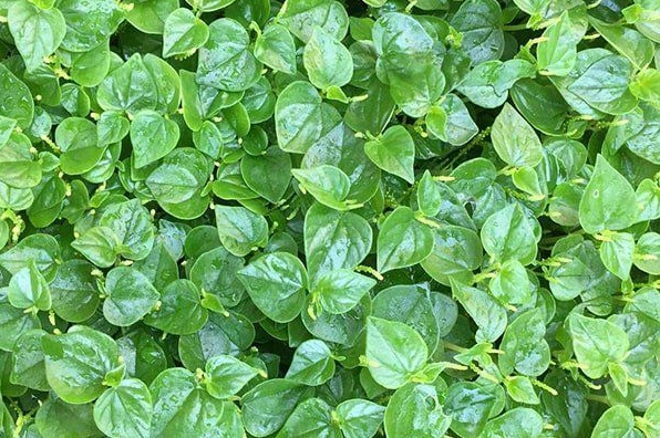Rau Càng Cua Tốt Cho Sức Khỏe Nhưng Ai Không Nên Ăn?