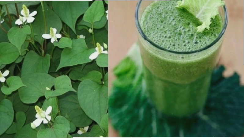 Rau diếp cá có tác dụng kháng viêm, kháng khuẩn