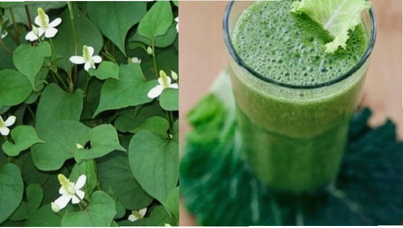 Rau diếp cá là một loại rau rất phổ biến đối với người Việt Nam