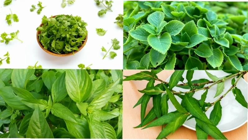 Rau kinh giới có lá xanh đậm, thường được dùng làm gia vị trong các món ăn Việt Nam.