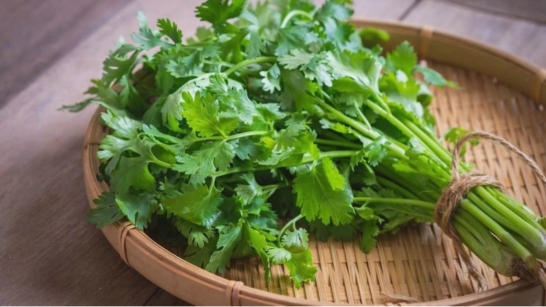Rau mùi là loại gia vị rất phổ biến tại Việt Nam, được yêu thích bởi hương thơm và vị đặc trưng