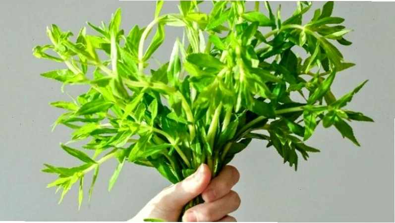 Rau ngổ được dùng để chữa sỏi thận, sỏi túi mật và các bệnh lý khác