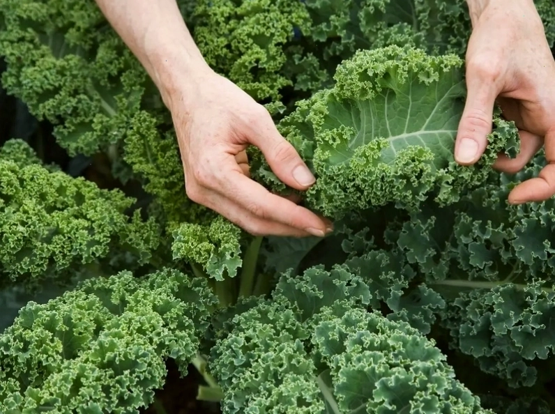 Salad cải xoăn kale tươi ngon và đầy màu sắc