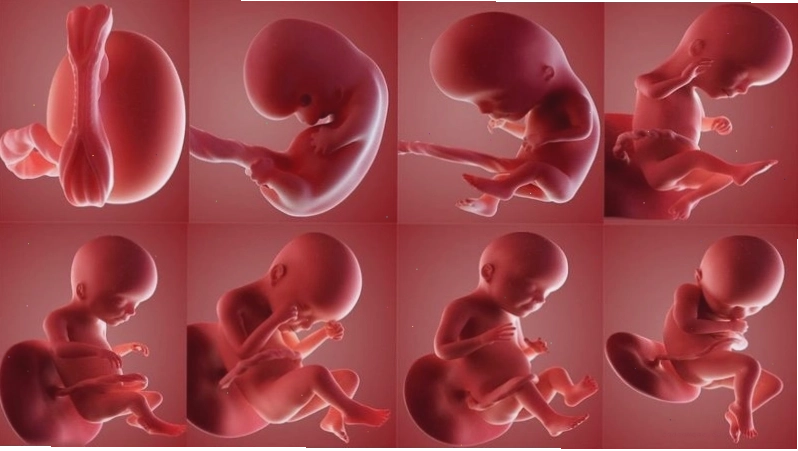 Thai phụ cần làm xét nghiệm Triple Test kết hợp Double Test nếu có nguy cơ cao theo chỉ định của bác sĩ