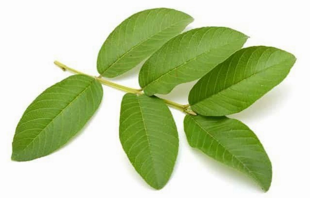 Trà Lá Ổi: Công Dụng, Lợi Ích Và Những Lưu Ý Khi Sử Dụng
