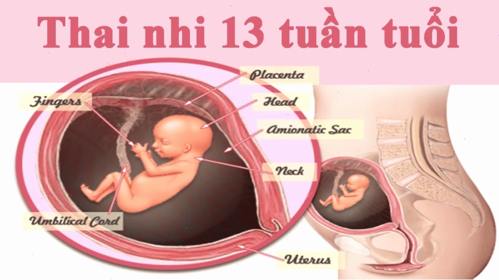 Trên những ngón tay bé nhỏ của thai nhi 13 tuần, vân tay xuất hiện và dần hoàn chỉnh.